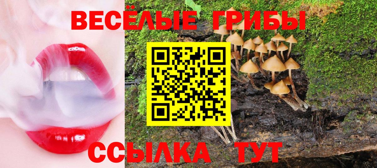 Галлюциногенные грибы Psilocybine cubensis Кореновск