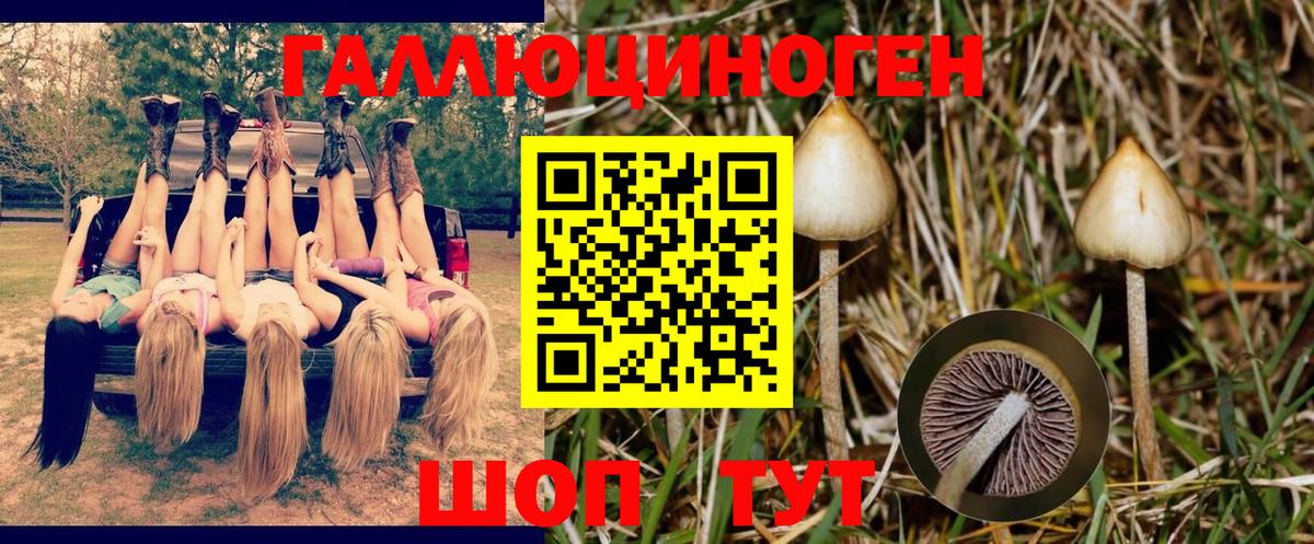 Псилоцибиновые грибы мицелий  Вход с VPN  Кореновск 